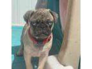 Pug Puppy for sale in Ava, MO, USA