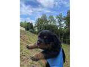 Rottweiler Puppy for sale in Gaffney, SC, USA