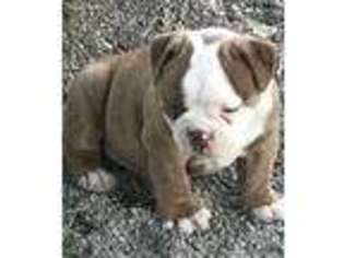 Olde English Bulldogge Puppy for sale in Easton, KS, USA