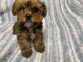 Yorkshire Terrier Puppy for sale in Williamston, SC, USA