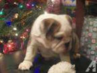 Bulldog Puppy for sale in EAU CLAIRE, MI, USA