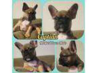 French Bulldog Puppy for sale in Maiden, NC, USA