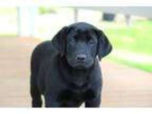 Labrador Retriever Puppy for sale in Rochester, WA, USA