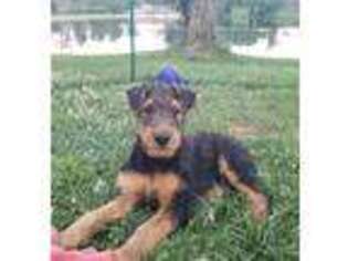 Airedale Terrier Puppy for sale in Columbus, IN, USA