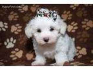 Maltese Puppy for sale in Memphis, MO, USA