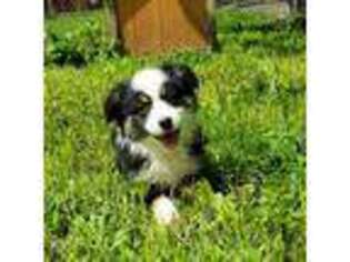 Miniature Australian Shepherd Puppy for sale in Haverhill, MA, USA