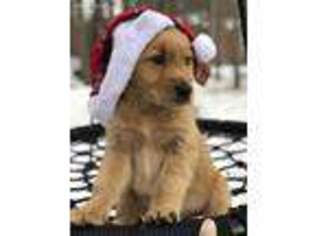 Golden Retriever Puppy for sale in Becker, MN, USA