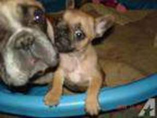 French Bulldog Puppy for sale in JANESVILLE, CA, USA