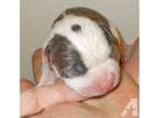American Pit Bull Terrier Puppy for sale in SPOKANE, WA, USA
