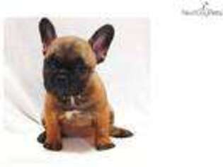Medium Photo #1 French Bulldog Puppy For Sale in New York, NY, USA