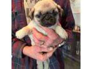 Pug Puppy for sale in Tallahassee, FL, USA