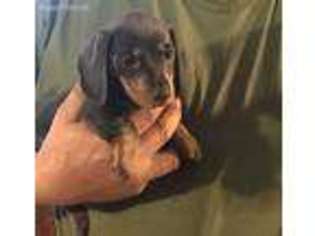 Dachshund Puppy for sale in Middlebury Center, PA, USA