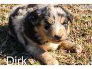 Australian Shepherd Puppy for sale in Decatur, AL, USA