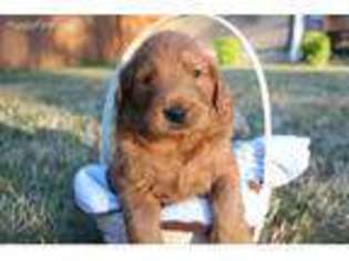 Goldendoodle Puppy for sale in Federal Way, WA, USA