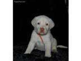 Labrador Retriever Puppy for sale in Monroe, MI, USA