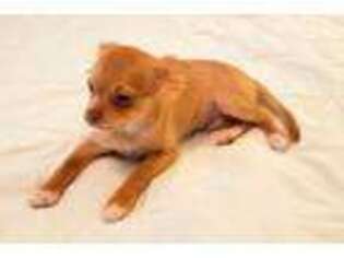 Chihuahua Puppy for sale in Kennesaw, GA, USA