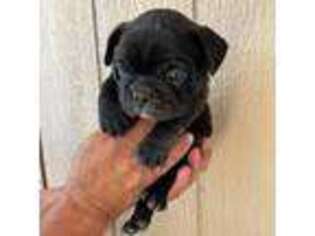 French Bulldog Puppy for sale in Manchaca, TX, USA