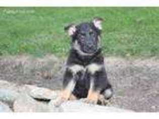 German Shepherd Dog Puppy for sale in Mifflin, PA, USA