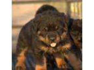 Rottweiler Puppy for sale in Maricopa, AZ, USA