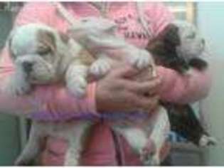 Bulldog Puppy for sale in Circleville, OH, USA