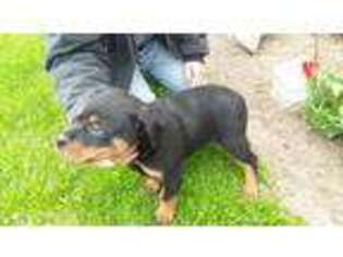 Rottweiler Puppy for sale in Carson City, MI, USA