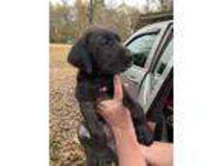 Great Dane Puppy for sale in Fayette, AL, USA