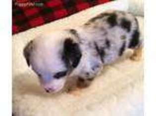 Miniature Australian Shepherd Puppy for sale in Archer City, TX, USA