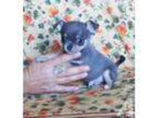 Chihuahua Puppy for sale in OROVILLE, CA, USA