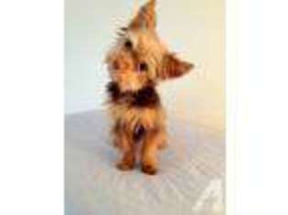 Yorkshire Terrier Puppy for sale in COMMERCE, GA, USA