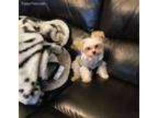 Yorkshire Terrier Puppy for sale in Norfolk, VA, USA