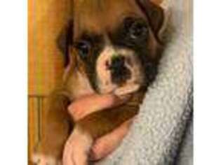 Boxer Puppy for sale in Elyria, OH, USA