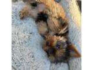 Yorkshire Terrier Puppy for sale in Perris, CA, USA