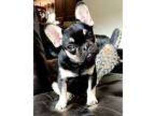 French Bulldog Puppy for sale in Ben Wheeler, TX, USA