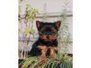 Yorkshire Terrier Puppy for sale in Kennedyville, MD, USA