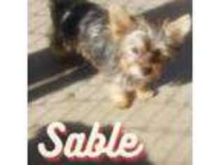 Yorkshire Terrier Puppy for sale in San Marcos, CA, USA