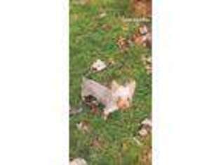 Yorkshire Terrier Puppy for sale in Coeburn, VA, USA