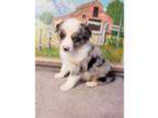Australian Shepherd Puppy for sale in Denton, TX, USA