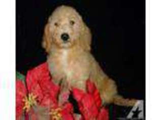 Labradoodle Puppy for sale in HIGHLAND, MI, USA