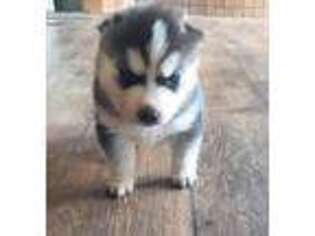Siberian Husky Puppy for sale in Ontario, OR, USA