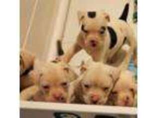 American Bulldog Puppy for sale in Capitol Heights, MD, USA