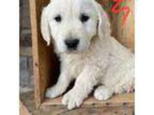 Mutt Puppy for sale in Castle Dale, UT, USA