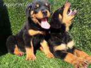 Rottweiler Puppy for sale in Southfield, MI, USA