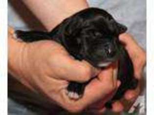 Great Dane Puppy for sale in WINTER HAVEN, FL, USA