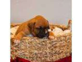 Boxer Puppy for sale in Modesto, CA, USA