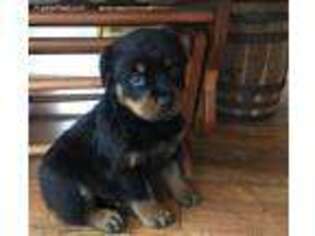 Rottweiler Puppy for sale in Fillmore, IL, USA