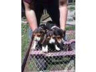Bernese Mountain Dog Puppy for sale in MILLERTON, PA, USA