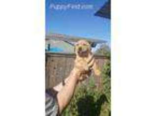 Labrador Retriever Puppy for sale in Stockton, CA, USA