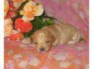 Mutt Puppy for sale in Sunman, IN, USA