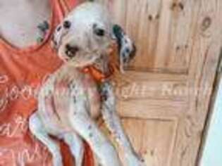 Dalmatian Puppy for sale in Fort Collins, CO, USA