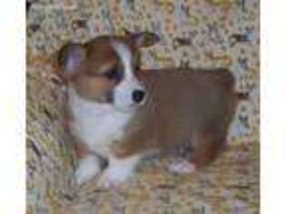 Pembroke Welsh Corgi Puppy for sale in Liberal, MO, USA